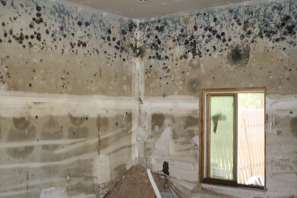 mold-remediation-1 mold-remediation-1